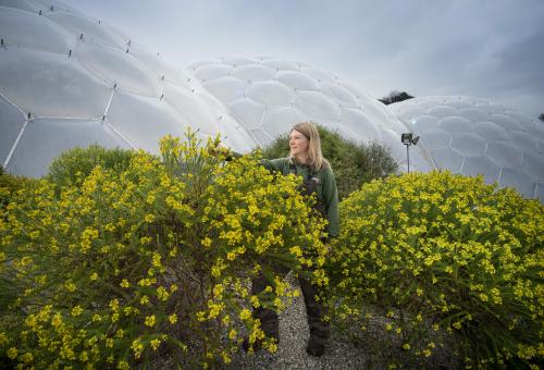 South African Veld garden at Eden